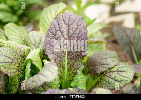 Senfblätter im Garten mit defokussiertem Laub. Nahaufnahme vieler grüner und lila Senfpflanzen, die an einem sonnigen Tag im Gemeinschaftsgarten wachsen. Gigantische Re Stockfoto