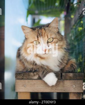 Cat in Catio oder Cat Outdoor-Einhausung. Calico- oder Torbie-Katze, die auf einer Holzbank liegt, die von Glas- und Netzgehege mit Laub umrahmt ist. Sparen Sie im Freien Stockfoto