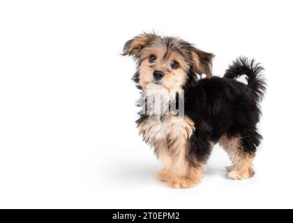 Besorgter kleiner Hündchen, der in die Kamera schaut. Isolierter, süßer, flauschiger Hündchen, der steht. 4 Monate alter männlicher Morkie-Hund mit langem schwarzem und braunem Fell Stockfoto