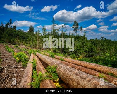 Unterwegs am Fuchsberg im Holzwinkel, Naturpark Augsburg Westwälder Stockfoto