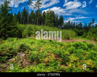 Unterwegs am Fuchsberg im Holzwinkel, Naturpark Augsburg Westwälder Stockfoto