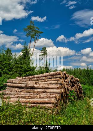 Unterwegs am Fuchsberg im Holzwinkel, Naturpark Augsburg Westwälder Stockfoto