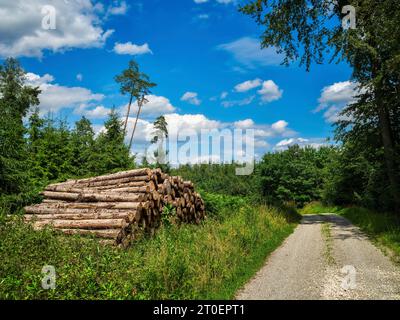 Unterwegs am Fuchsberg im Holzwinkel, Naturpark Augsburg Westwälder Stockfoto