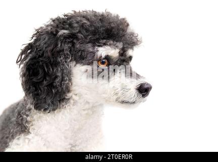 Isolierter, flauschiger Hund, der zur Seite schaut. Kopfaufnahme eines süßen kleinen schwarz-weißen Hundes mit lockigen Haaren. Weiblicher Miniatur-Harlekin-Pudel mit großem Braun Stockfoto