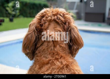 Hund mit Alopezie und dünner werdender Stelle am Hinterkopf. Weiblicher Labradoodle-Hund bei Chemotherapie mit Haarausfall. Ursache des Haarausfalls bei Haustieren: Allergien, Gen Stockfoto