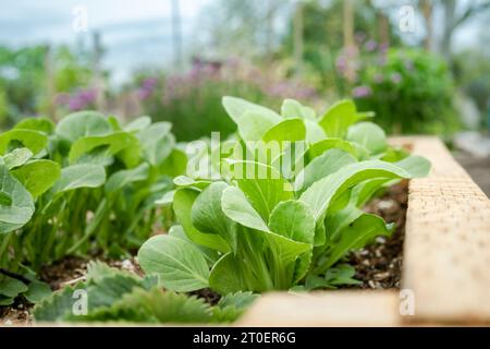 Bok Choy im Hochgartenbeet draußen. Junge Bok Choy Pflanzen wachsen in Reihen mit defokussiertem Gartenhintergrund. Blattgemüse auch bekannt als. Brassic Stockfoto