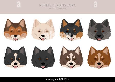 Nenzen hüten Laika Clipart. Alle Fellfarben eingestellt; Infografik zu den Merkmalen aller Hunderassen. Vektorabbildung Stock Vektor