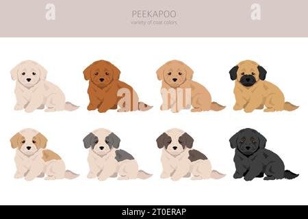 Peekapoo Clipart. Pekingeser Nudelmix. Verschiedene Lackfarben. Vektorillustration Stock Vektor