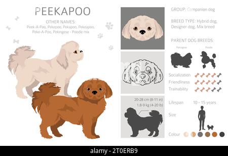 Peekapoo Clipart. Pekingeser Nudelmix. Verschiedene Lackfarben. Vektorillustration Stock Vektor