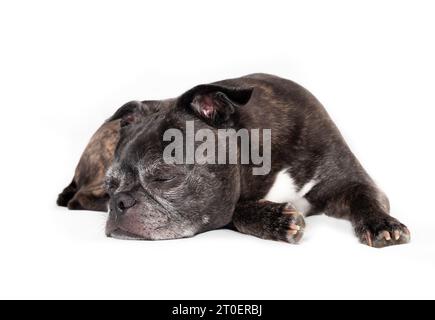 Kleiner Hund schläft seitlich liegend mit Kopf auf dem Boden. Voller Körper aus süßem schwarz-weißem Seniorenhund, der auf dem Boden schläft. 9 Jahre alte bos Stockfoto