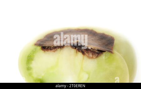 Nahaufnahme der Blütenendfäule-Krankheit an Tomaten. Isolierter Querschnitt unreifer Roadster-Tomaten mit verfaultem braunem Schnitt aus Kalziummangel. Weiß Stockfoto