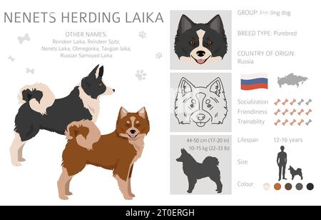 Nenzen hüten Laika Clipart. Alle Fellfarben eingestellt; Infografik zu den Merkmalen aller Hunderassen. Vektorabbildung Stock Vektor