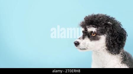Flauschiger kleiner Hund vor blauem Hintergrund und Blick zur Seite. Profilkopf eines süßen kleinen schwarz-weißen Hundes mit lockigen Haaren. Mini-Buchse Stockfoto