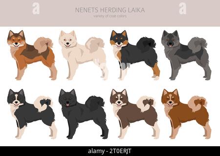 Nenzen hüten Laika Clipart. Alle Fellfarben eingestellt; Infografik zu den Merkmalen aller Hunderassen. Vektorabbildung Stock Vektor