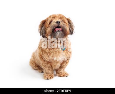 Isolierter Zuchon-Hund, der mit offenem Mund und ausgezogener Zunge sitzt. Vorderansicht eines flauschigen braunen Hundes. Übergewichtig oder schwer, 3 Jahre alter Shichon, Shih Tzu-BI Stockfoto