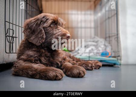 Entspannter Welpe vor Kiste oder Hundehütte. Seitenprofil eines niedlichen Labradoodle-Hündchens, das seitlich liegt. Kiste Trainingshündchen. 2 Monate Stockfoto