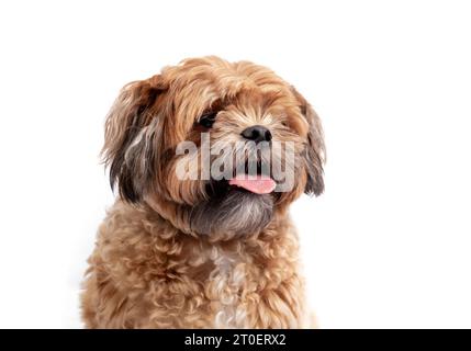 Isolierter Zuchon-Hund mit einer Zunge, die herausragt. Kleiner flauschiger brauner Hund, der in die Kamera blickt. 3 Jahre alter Shichon, Shih Tzu-Bichon Mix oder Stockfoto
