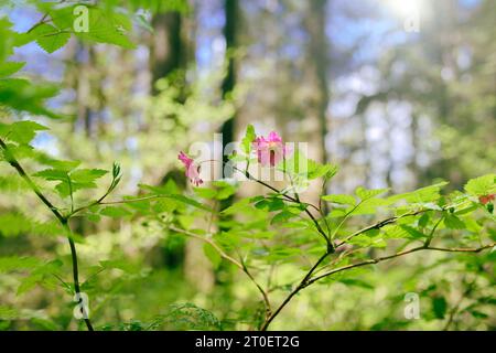 Rosafarbene Beerenblüte auf Zweigen im Wald mit unscharfem Laub und Bokeh. Salmonberry in Blüte oder Rubus spectabilis. Wilder Beerenstrauch, der an der Küste wächst Stockfoto