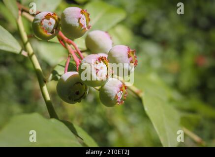 Unreife Heidelbeeren am Zweig mit defokussiertem Gartenlaub an einem sonnigen Tag. Nahaufnahme. Gruppe grüner Beeren mit lila. Hochbusch Blaubeerpflanze oder V Stockfoto