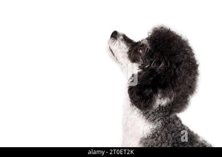 Profilansicht eines Hundes auf weißem Hintergrund. Niedlicher schwarz-weißer Pudelhund, der etwas ansieht, auf Essen oder Gehorsamstraining wartet. Fema Stockfoto