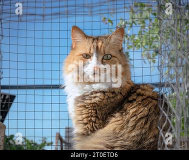 Niedliche Katze im Kation auf der Dachterrasse im Garten, die in die Kamera schaut. Kitty sitzt in Drahtgeflecht vor unfokussierten Katzenminzpflanzen. Weibliches Calico ca. Stockfoto