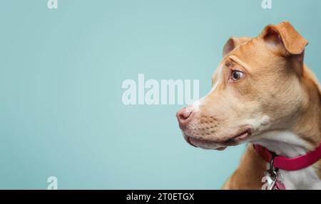 Niedlicher Hündchenkopf auf blauem Hintergrund. Seitenprofil eines Welpen, der etwas Neugierendes über der Schulter ansieht. 5 Monate alt, weibliche Boxer Pitt-Mischung Stockfoto