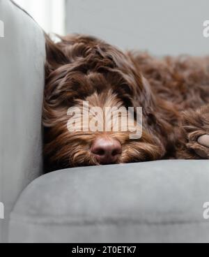 Niedliches Hündchen, das auf dem Sofa liegt und in die Kamera blickt. Sehr entspannter, flauschiger brauner Hündchenkopf. Ein Nickerchen oder eine Pause vom Spielen. 5 Monate alt f Stockfoto