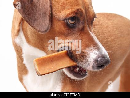 Glücklicher Hund mit Yakmilchhund Kauen im Mund auf hellgrauem Hintergrund. Nahaufnahme eines braunen Welpen mit Kauknochen im Mund wie eine Zigarre. Natürliches Kauen sti Stockfoto