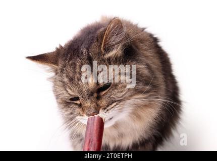 Isolierte Tabbykatze mit Hundekaustock. Vorderansicht einer flauschigen Seniorkatze, die an einem Rinderstier schnüffelt. Konzept für Dosenkatzen, die Hundefutter essen oder Rindfleisch verdauen Stockfoto