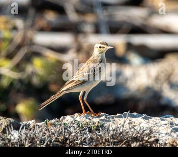 Tawny Pipit, Anthus campestris, an der felsigen Küste, Paphos, Zypern. Stockfoto