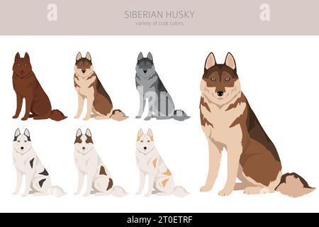 Sibirischer Husky-Welpen-Clipart. Alle Mantelfarben eingestellt. Infografik zu den Merkmalen aller Hunderassen. Vektordarstellung Stock Vektor