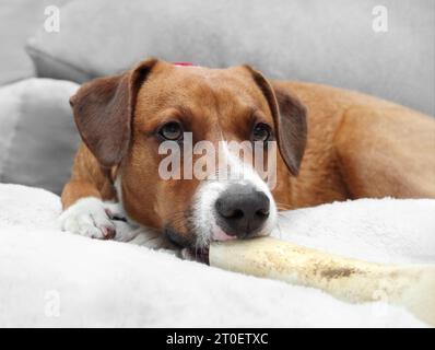 Hund mit Rinderknochen auf dem Sofa. Niedlicher brauner Welpe, der an hohlem Femur Beef Knochen kaut oder schnüffelt. Hund Kauspielzeug für kräftige Kauen und Zahngesundheit. Stockfoto