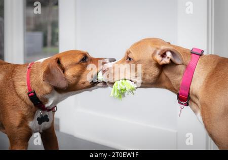 Zwei Hunde spielen im Wohnzimmer Tauziehen miteinander. Seitenansicht von 2 Welpen, die an einem Seilspielzeug ziehen, das sich zugewandt ist. Bonding oder Hundespielzeit Stockfoto
