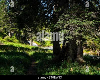 Wanderweg entlang des Spullerbachs oberhalb von Lech Stockfoto