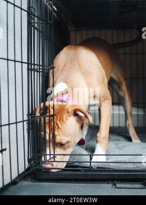 Hündchen steht in einer Kiste mit offener Tür. Vorderansicht des Welpen, der Hundehütte erforscht und es sich bequem macht. Kistentraining Welpen Hund. 5 Monate alt Stockfoto