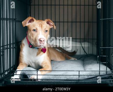 Hündchen in Kiste mit offener Tür. Vorderansicht eines süßen Hündchens, der in der Hundehütte liegt und traurig oder besorgt aussieht. Kiste Trainingshündchen. 5 Monate alte Frau Stockfoto