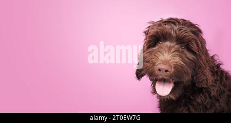 Glücklicher Hündchen mit Zunge, die auf rosa Hintergrund steht. Süßes flauschiges braunes Hundekopffoto, das in die Kamera schaut. 3 Monate alte australische Labrado Stockfoto
