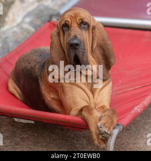 Bloodhound Stockfoto