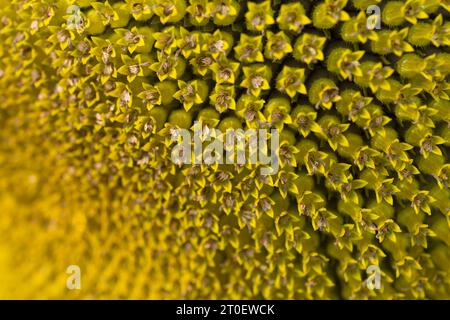 Nahaufnahme einer Sonnenblume (Helianthus annuus), Blumenkorb mit röhrenförmigen Blüten, Deutschland Stockfoto