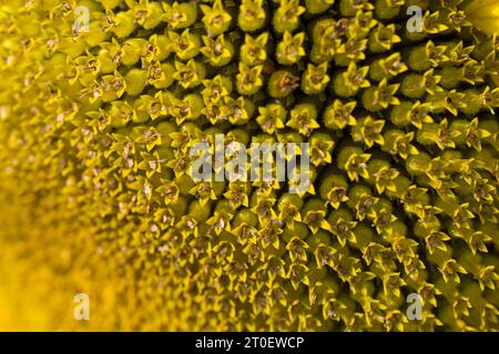 Nahaufnahme einer Sonnenblume (Helianthus annuus), Blumenkorb mit röhrenförmigen Blüten, Deutschland Stockfoto