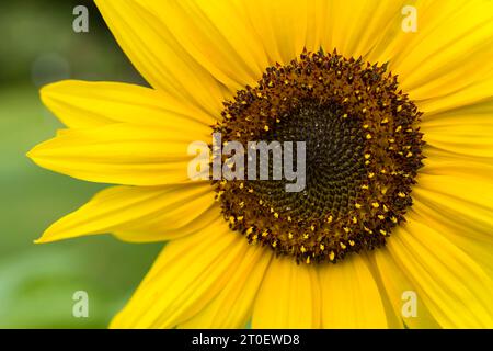 Nahaufnahme einer Sonnenblume (Helianthus annuus), Blumenkorb mit röhrenförmigen Blüten und gelben Blütenblättern, Deutschland Stockfoto