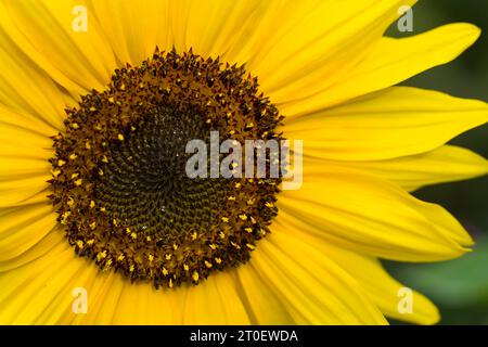 Nahaufnahme einer Sonnenblume (Helianthus annuus), Blumenkorb mit röhrenförmigen Blüten und gelben Blütenblättern, Deutschland Stockfoto