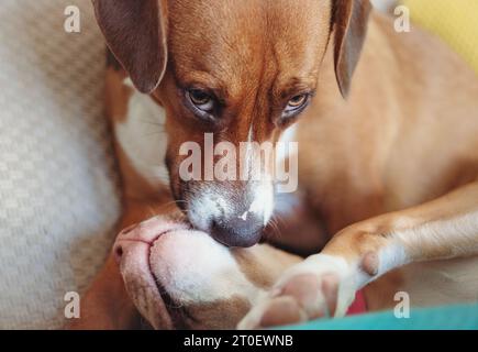 Hunde pflegen sich gegenseitig mit entspannter, friedlicher Körpersprache. Nahaufnahme von zwei Welpen, die auf dem Sofa liegen, während sie sich umarmen und küssen. Zuneigung, Freundschaft Stockfoto