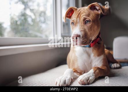 Süßer Hund, der darauf wartet, dass der Besitzer nach Hause kommt. Hündchen liegt am Fenster auf einer Bank mit Sehnsucht, trauriger oder gelangweilter Körpersprache. 5 Monate alt, weibliche Boxerin Stockfoto