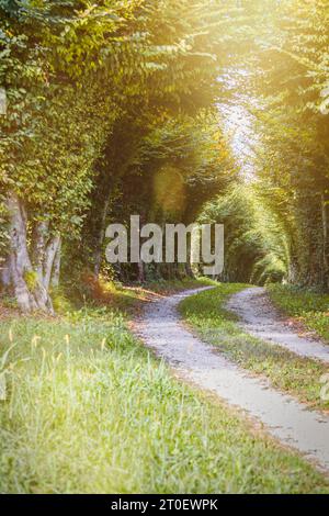 Italien, Venetien, Gemeinde Sospirolo, Belluno, von Bäumen gesäumte Allee und Lichtfilter von oben Stockfoto