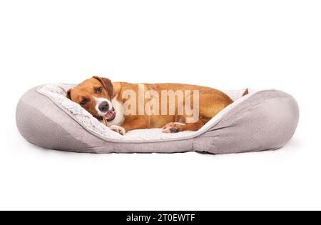 Hund mit Geweih kauen im Mund, während Hund im Hundebett liegt. Glückliches Hündchen mit zufriedener Körpersprache. Kleines schwarzes Hirschgeweih für kräftiges Kauen. 1 J Stockfoto