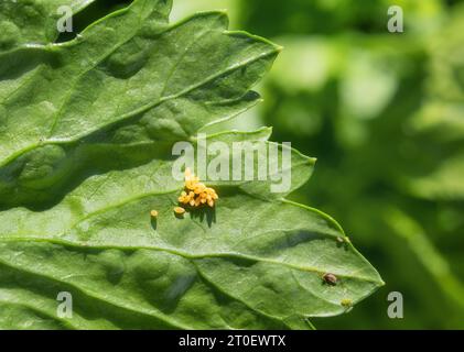 Marienkäfer-Ei-Cluster auf Sellerieblatt mit unfokussiertem Laub. Gruppe der gelben ovalen Eier. Bekannt als Marienkäfer, Damenuhr und Damenfliege. Stockfoto