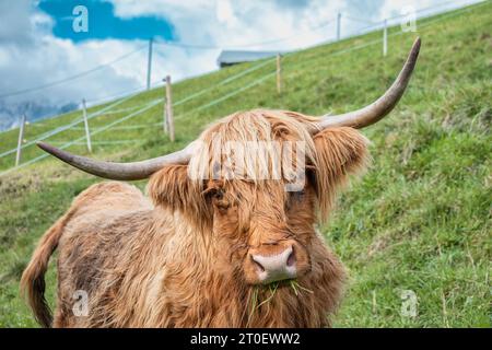 Italien, Veneto, Provinz Belluno, San Nicolò di Comelico, braune Langhaarkuh auf der Weide Stockfoto