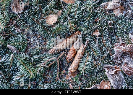 Nadelzweige und Nadeln auf dem Boden, immergrüner Hintergrund mit Frost Stockfoto