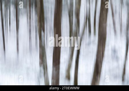 Italien, Venetien, Provinz Belluno, Dolomiten, abstraktes Bild eines Laubwaldes im Winter mit Schnee Stockfoto